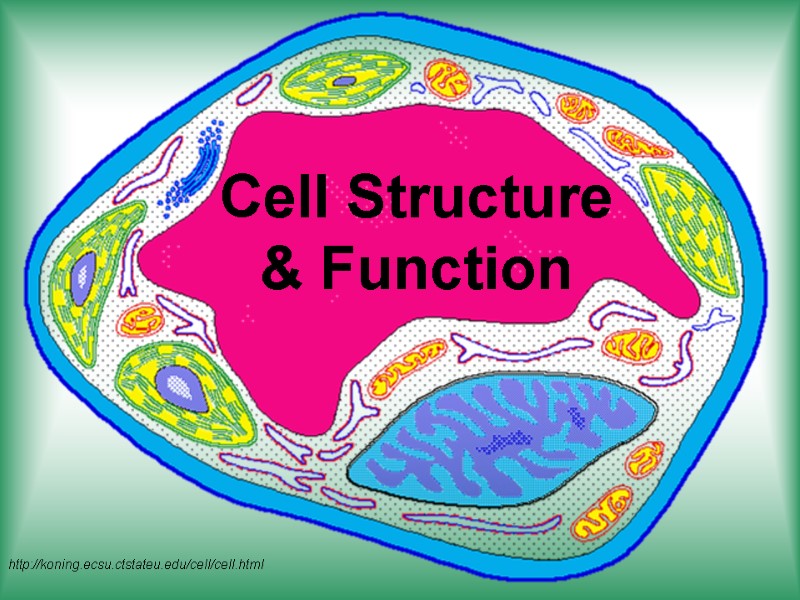 Cell Structure  & Function http://koning.ecsu.ctstateu.edu/cell/cell.html
